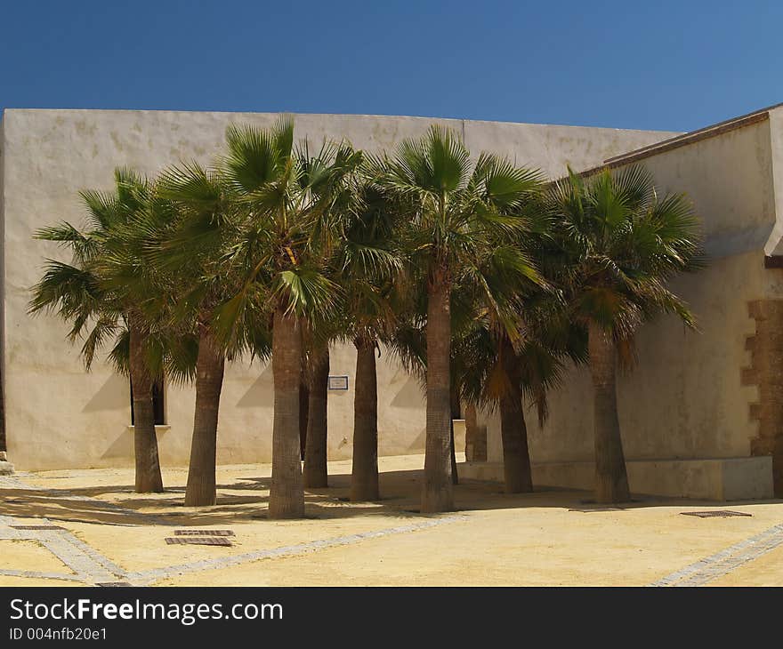 Palm trees in Cadiz, Spain