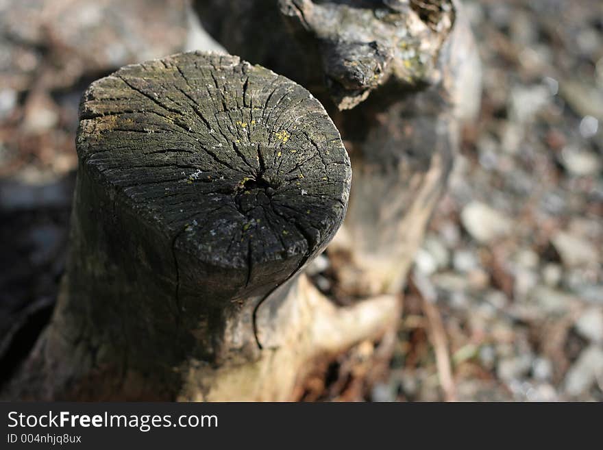 Tree stump