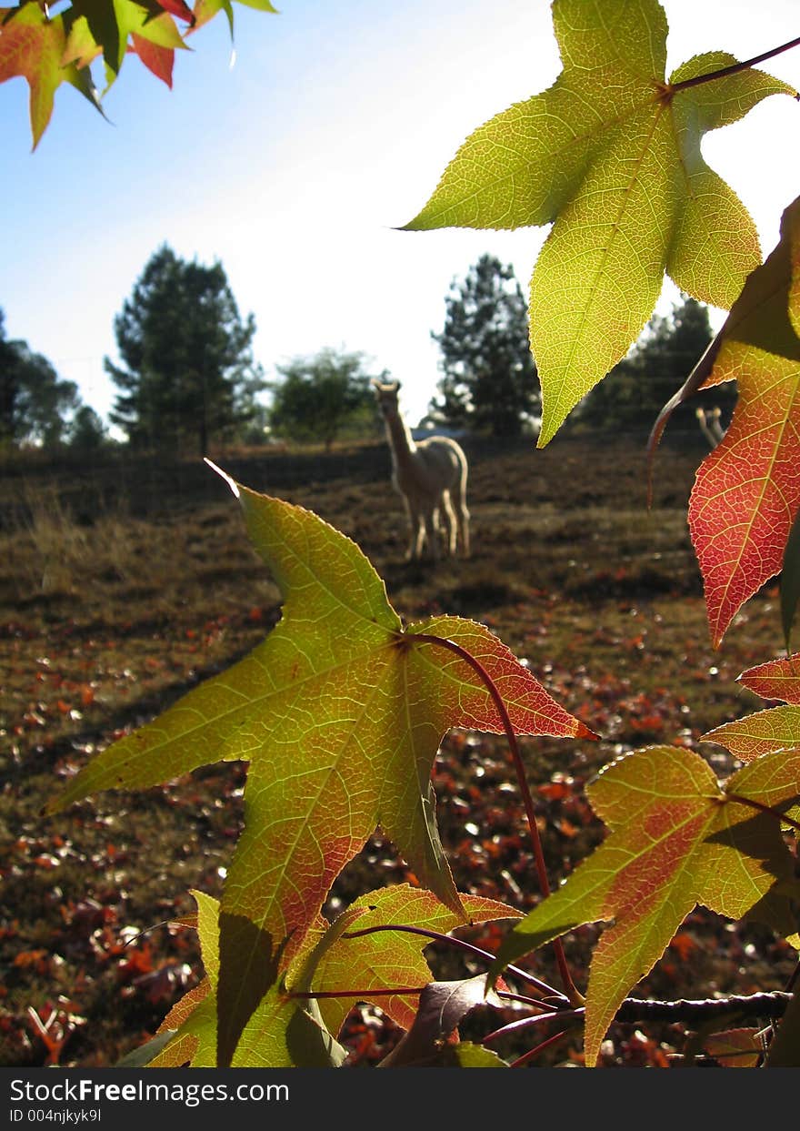 Autumn leaves and an alpaca