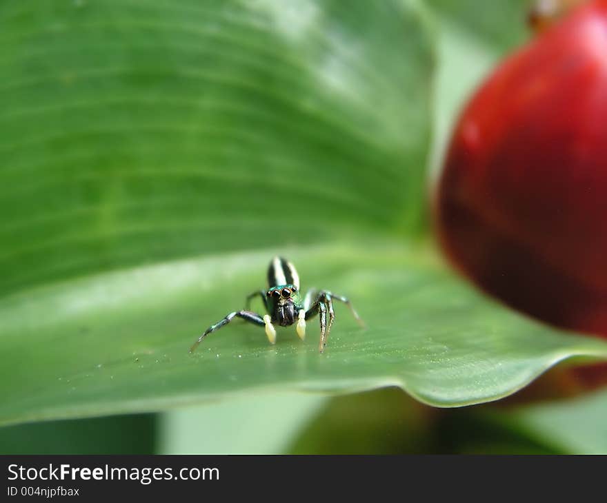 Spider posed on green leaf next to red fruit. Spider posed on green leaf next to red fruit