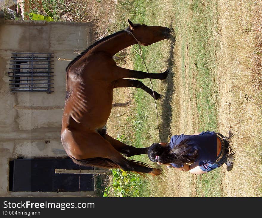 Una niña mira extasiada al caballo pastar. Una niña mira extasiada al caballo pastar