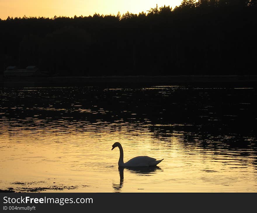 A swan swimming at sunset on a lagoon. A swan swimming at sunset on a lagoon.