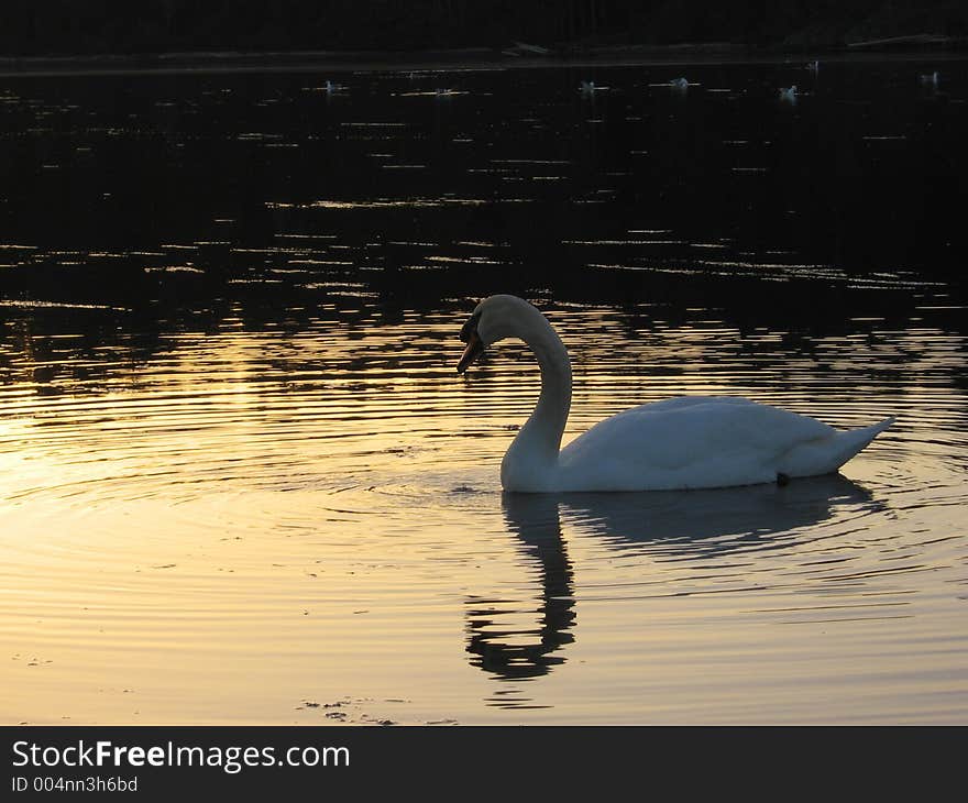 White swan swimming, with reflection glistening off the pond. White swan swimming, with reflection glistening off the pond.