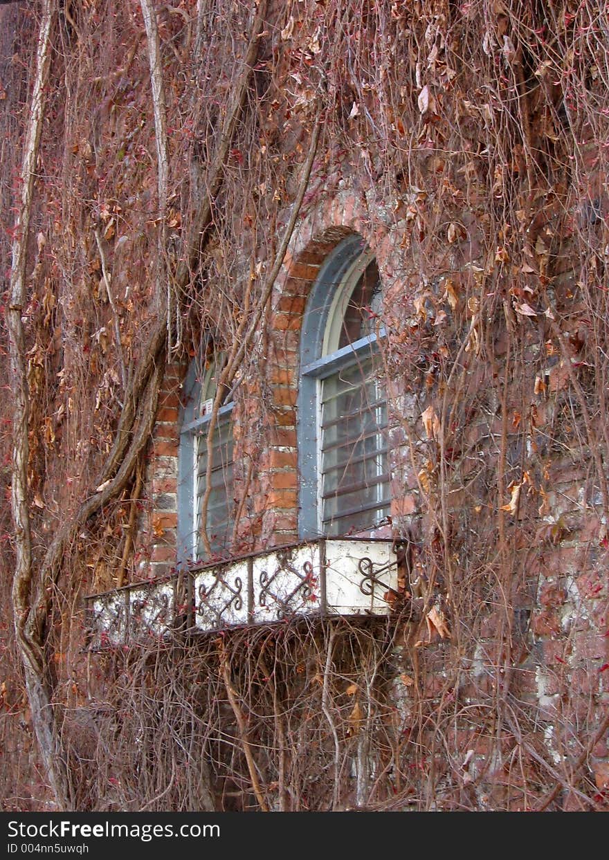 A window overgrown with dead vines. A window overgrown with dead vines.