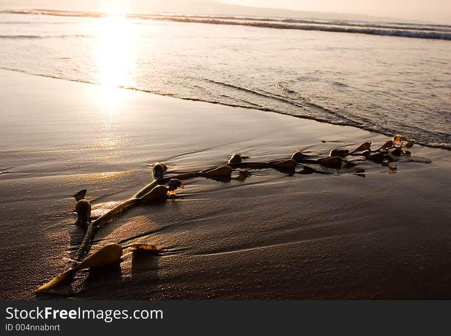 Abstract shot of seaweed on the beach at sunset. Abstract shot of seaweed on the beach at sunset