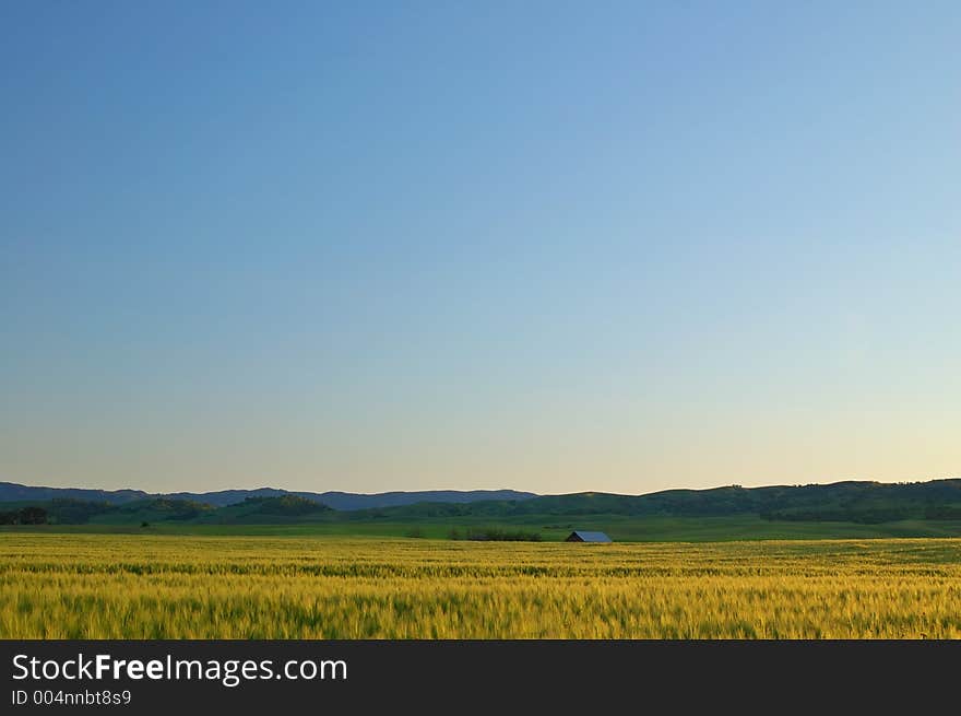 Golden Field