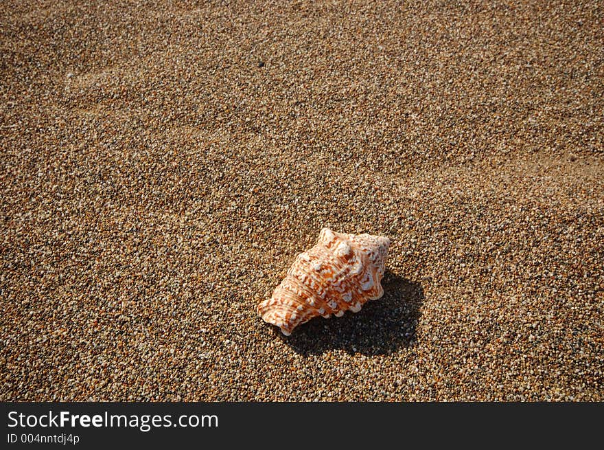 Seashell sitting on the beach. Seashell sitting on the beach