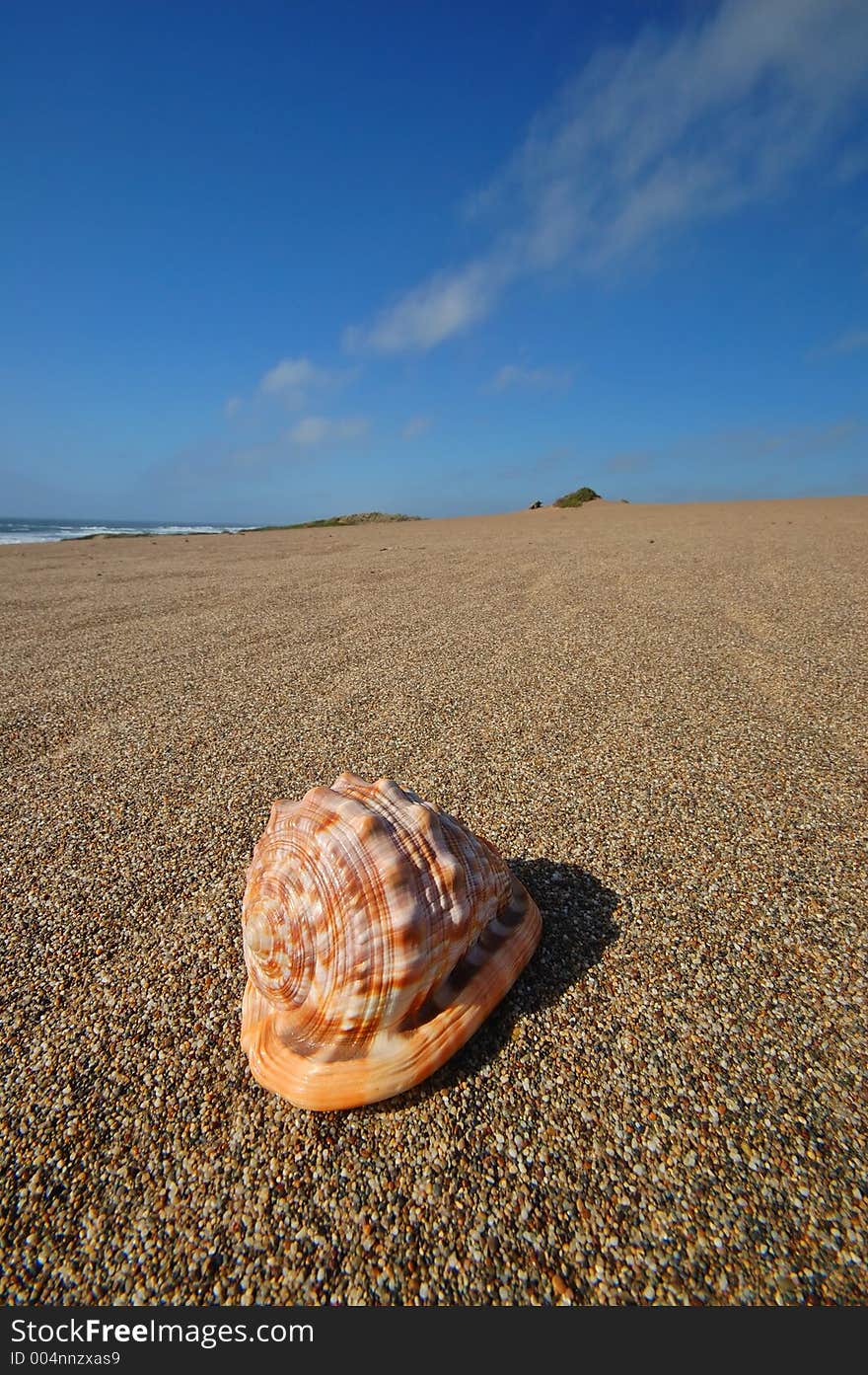 Seashell sitting on the beach. Seashell sitting on the beach