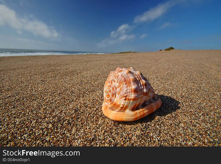 Seashell sitting on the beach. Seashell sitting on the beach