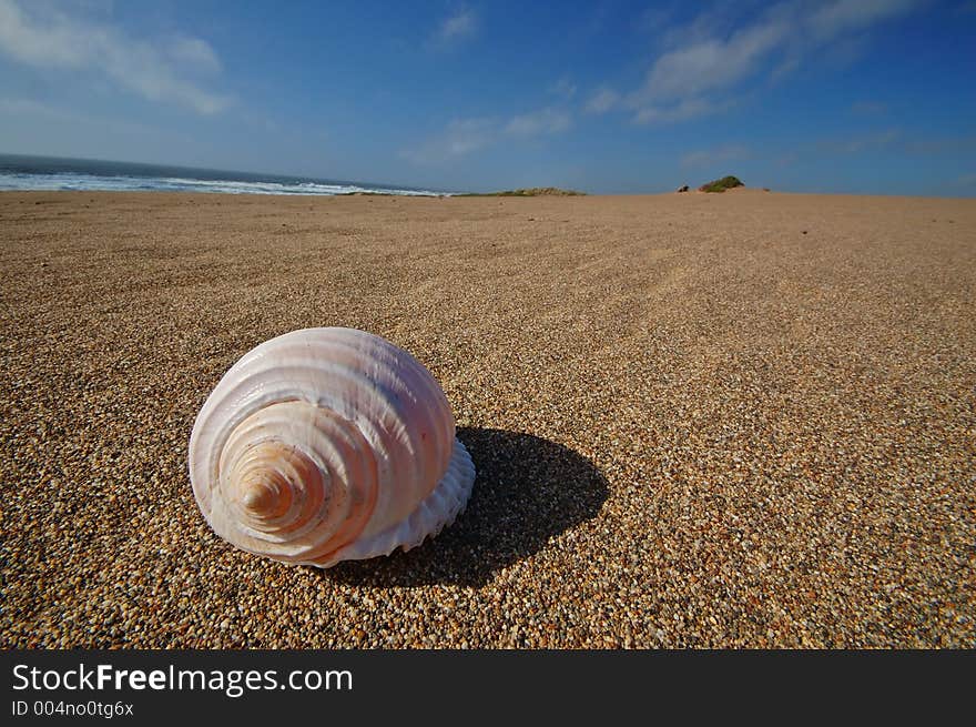 Seashell on the beach