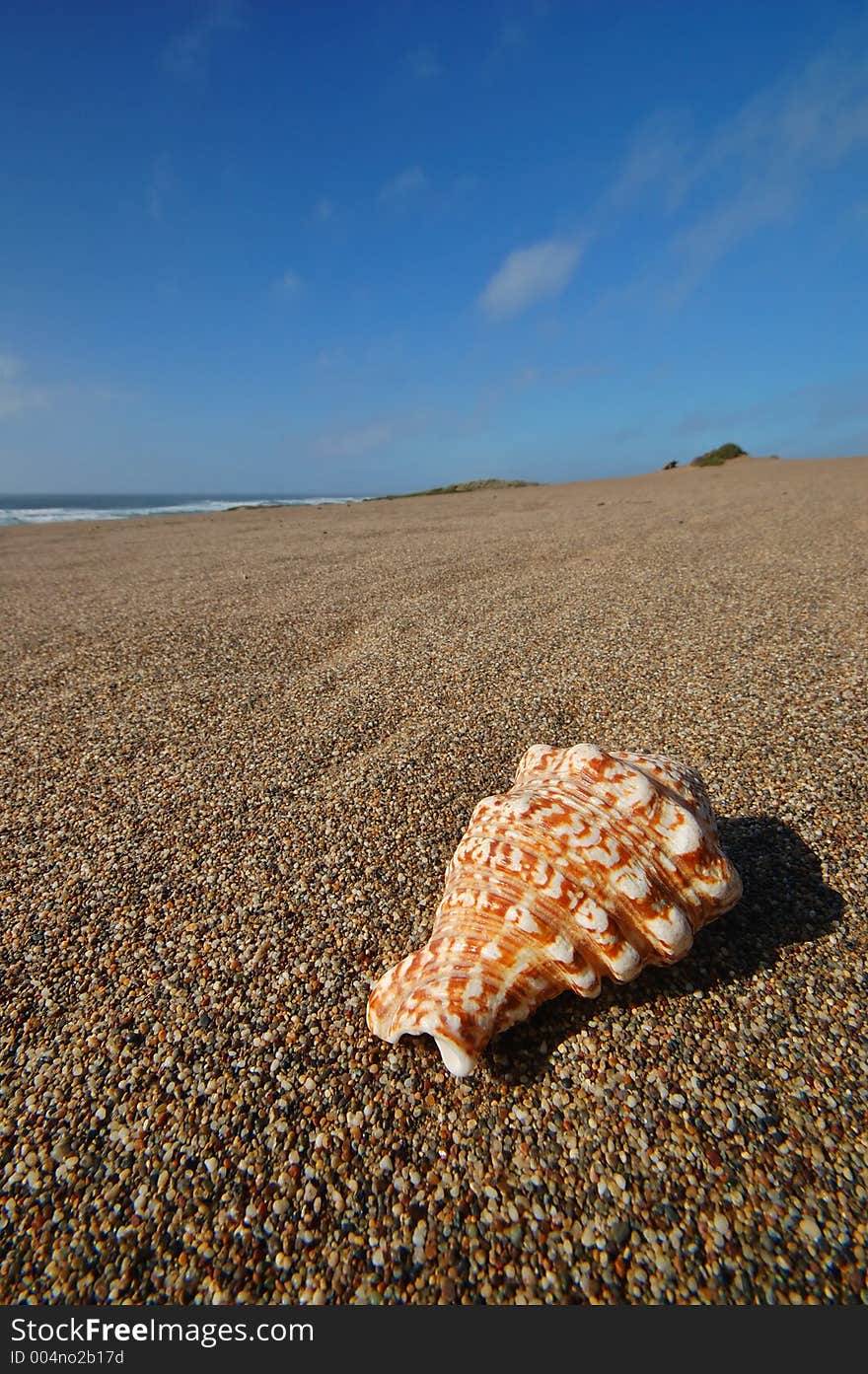 Seashell sitting on the beach. Seashell sitting on the beach