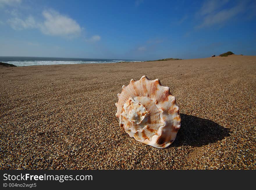 Seashell sitting on the beach. Seashell sitting on the beach