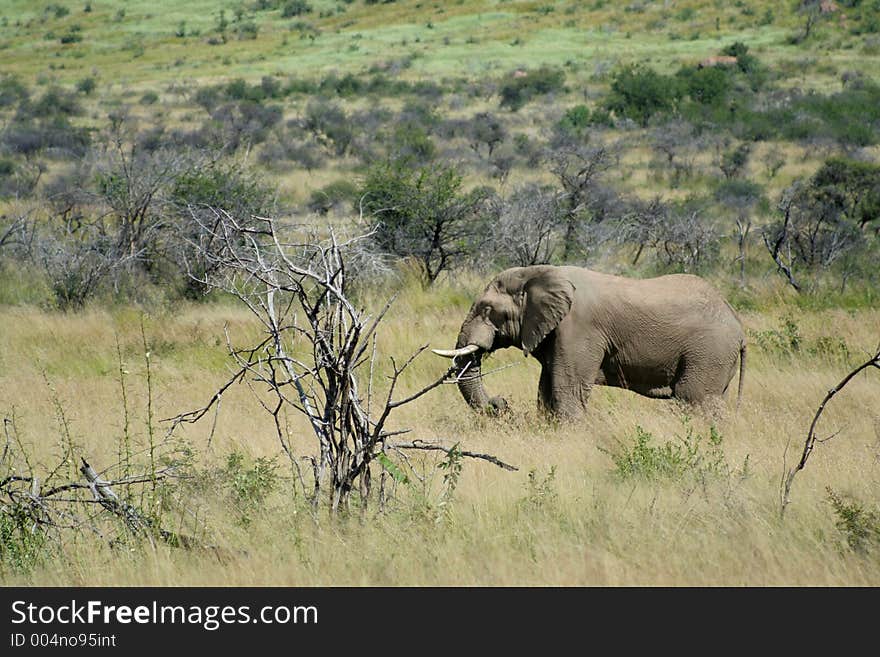 African elephant in the bushveld