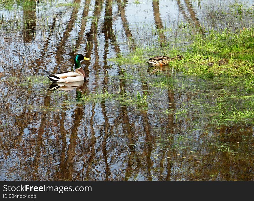 Drake in water with trees reflection