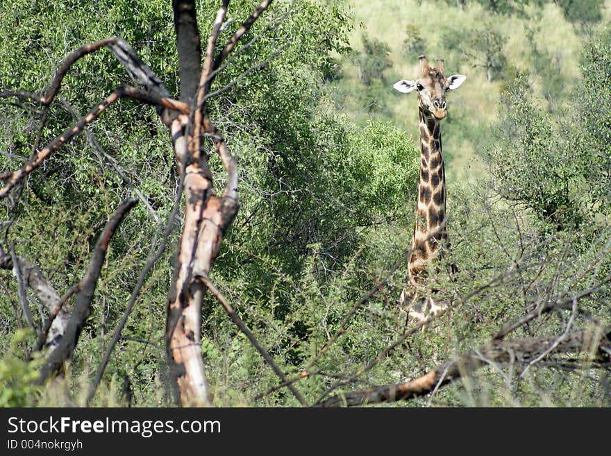 Giraffe taking a look through the trees