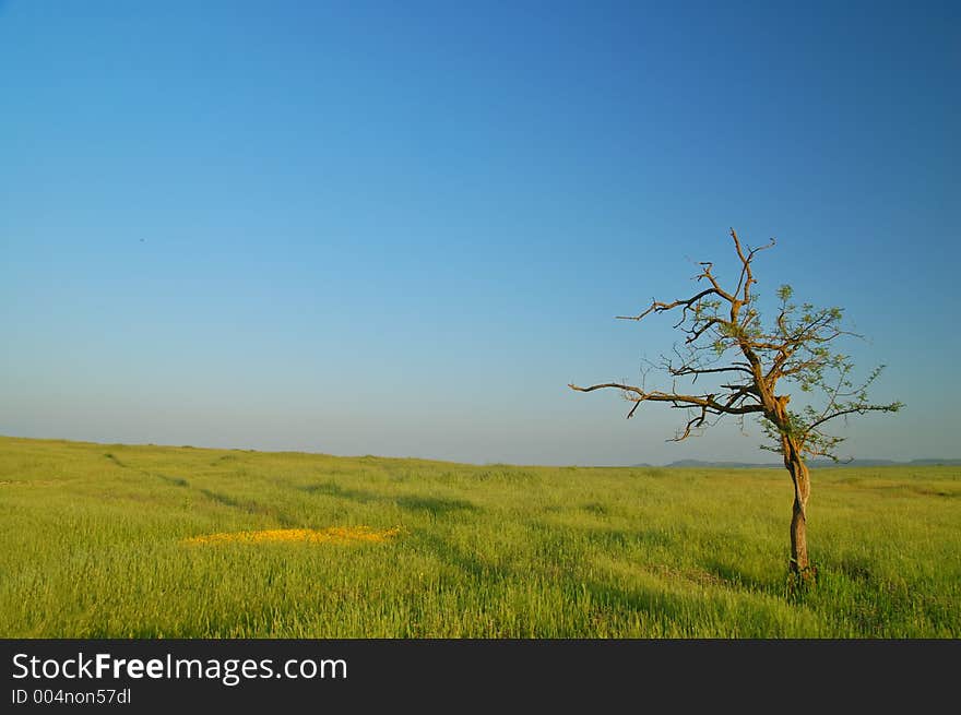 Field with flowers and tree. Field with flowers and tree