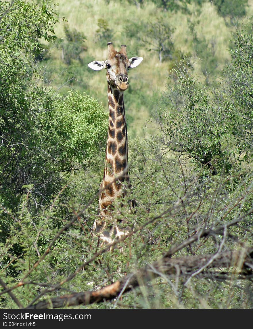 Giraffe looking through the trees