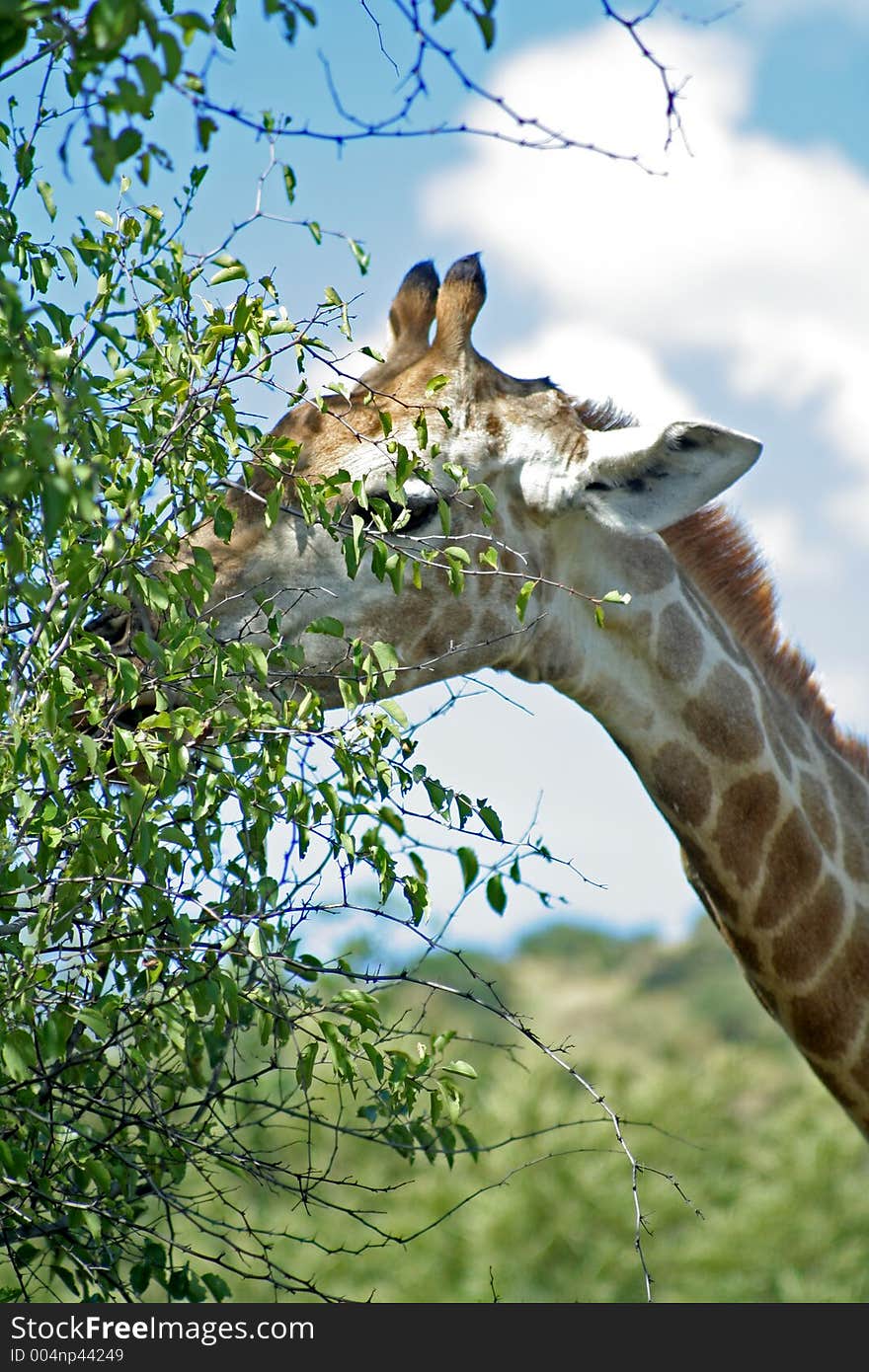 A giraffe eatign some leaves in a tree