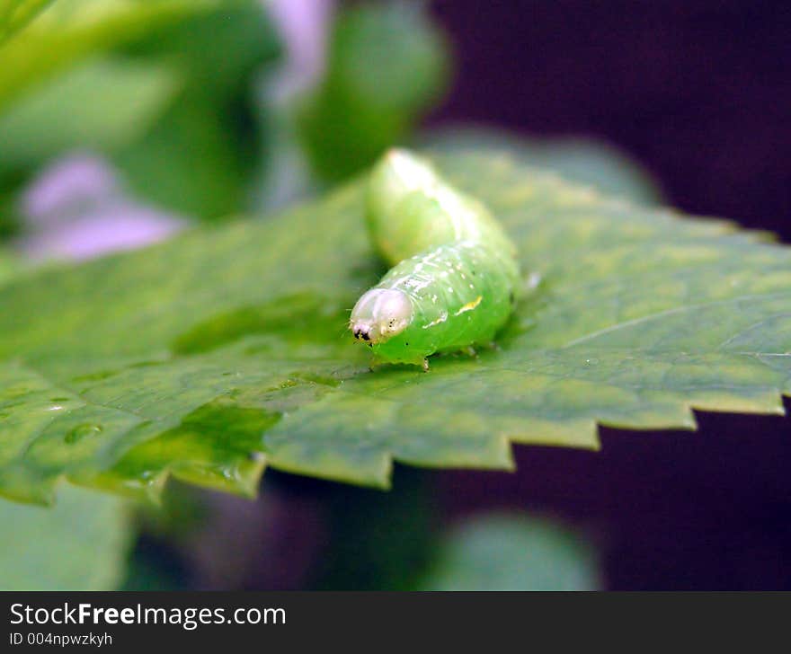 Caterpillar