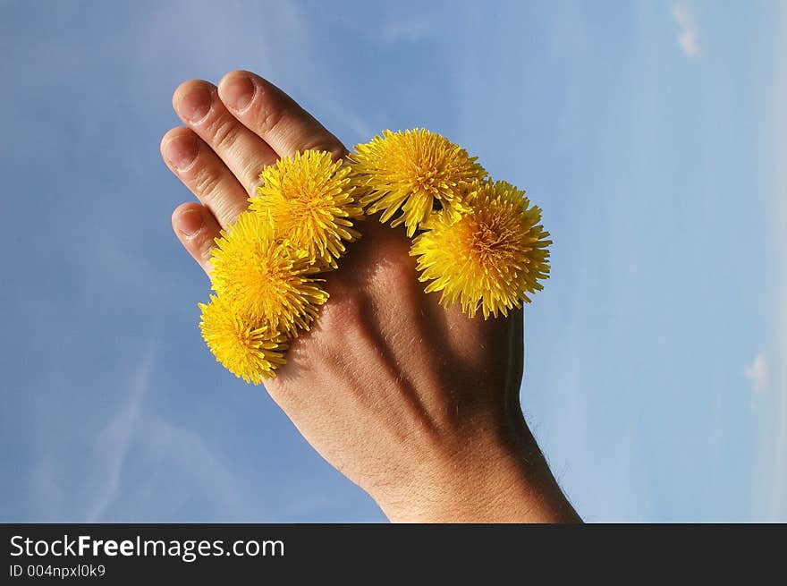 Flowers of blowball between fingers against sky. Flowers of blowball between fingers against sky