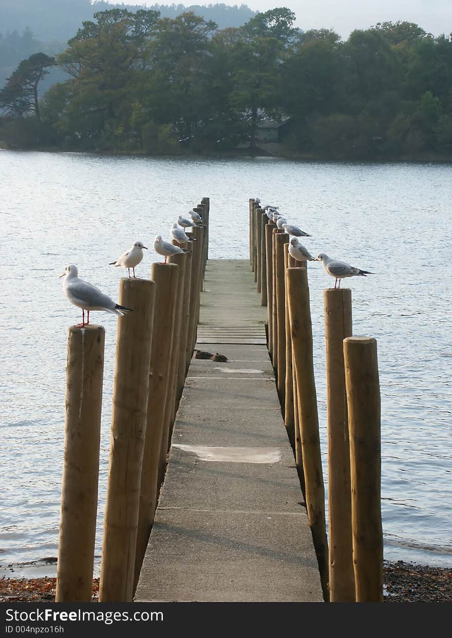 Gulls on a pier on Derwentwater. Gulls on a pier on Derwentwater