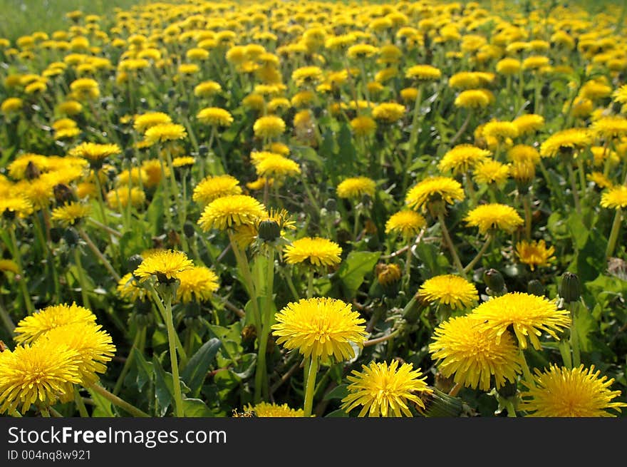 Blowballs on meadow. Blowballs on meadow