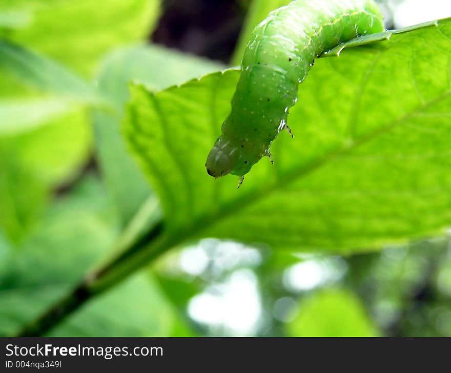 Caterpillar