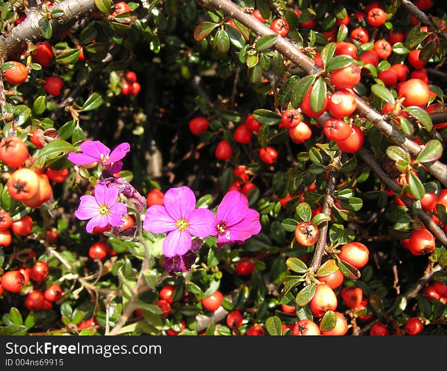 Aubrieta growing through a berry bush. Aubrieta growing through a berry bush