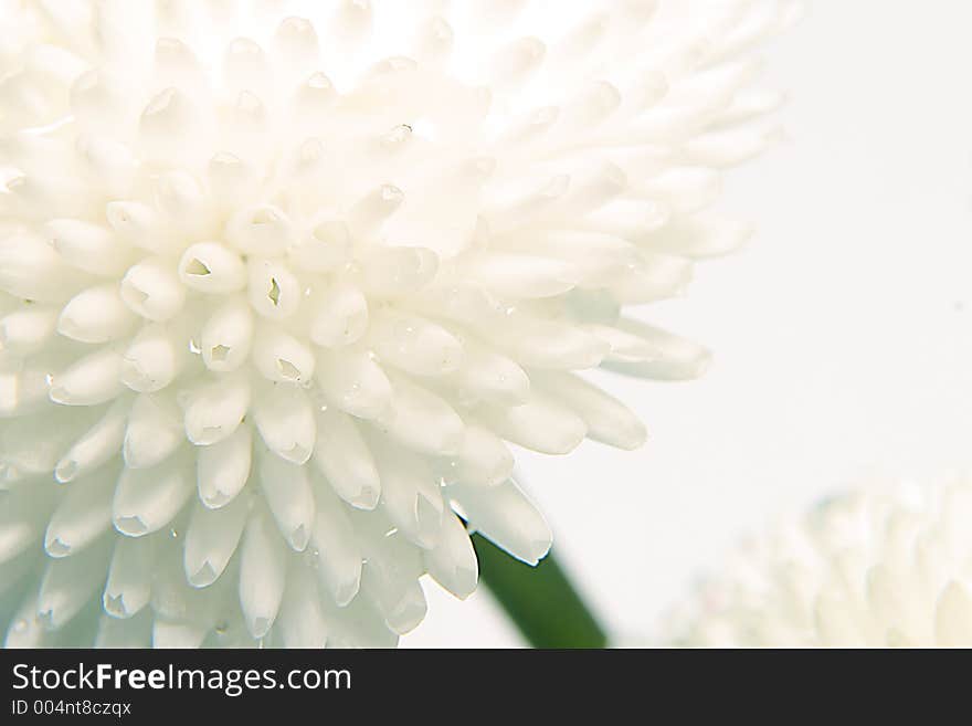 Macro flower photography. Macro flower photography