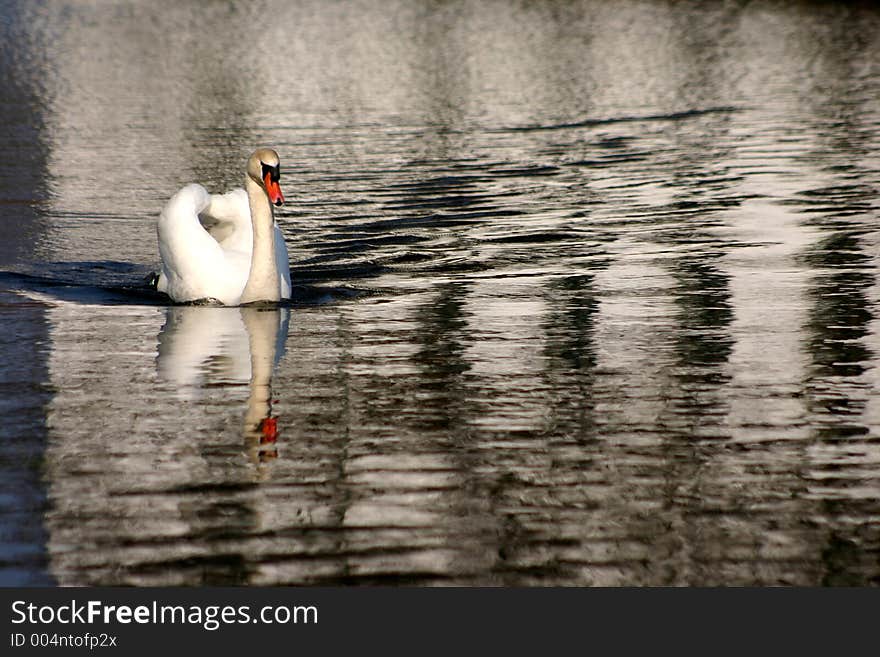 Swans family swimming on a danish lake