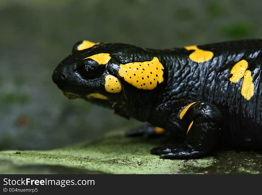 Portrait of a salamander