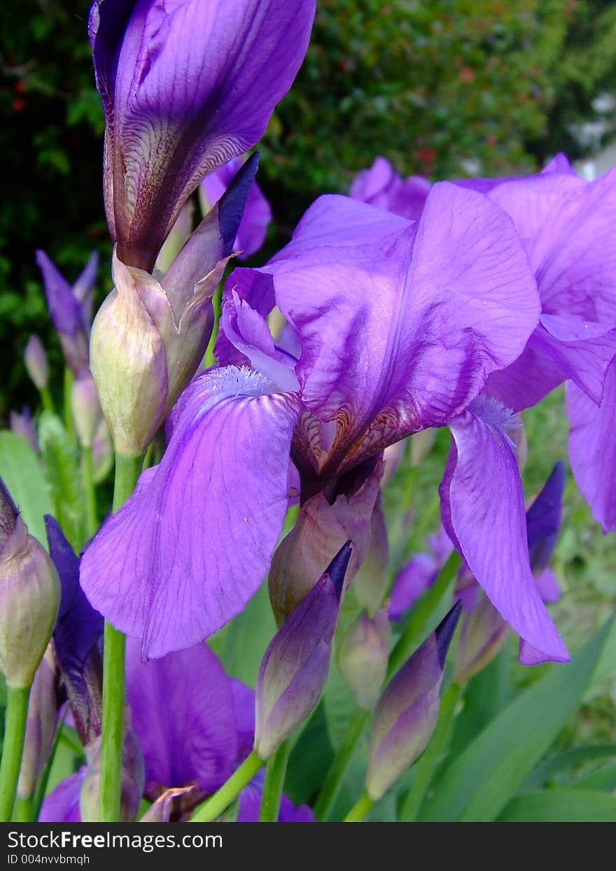 Iris