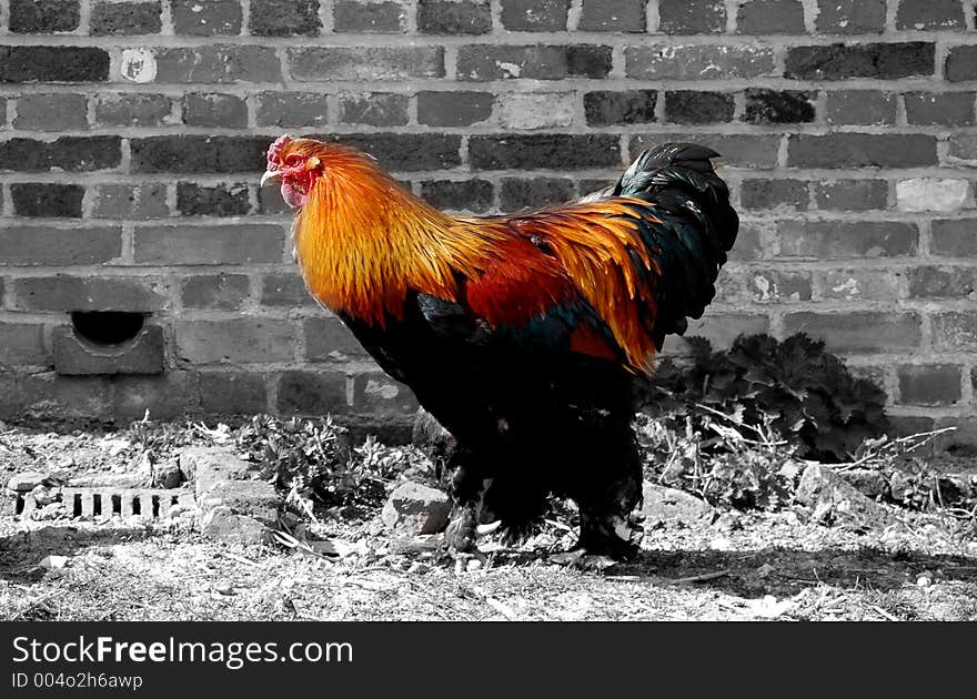 Rooster abstract