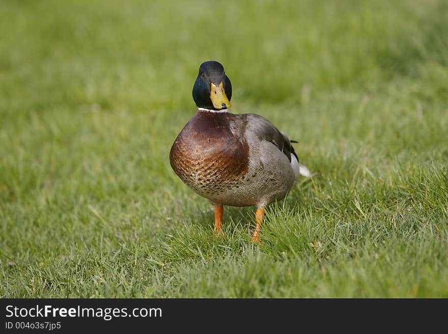 Duck Close Up