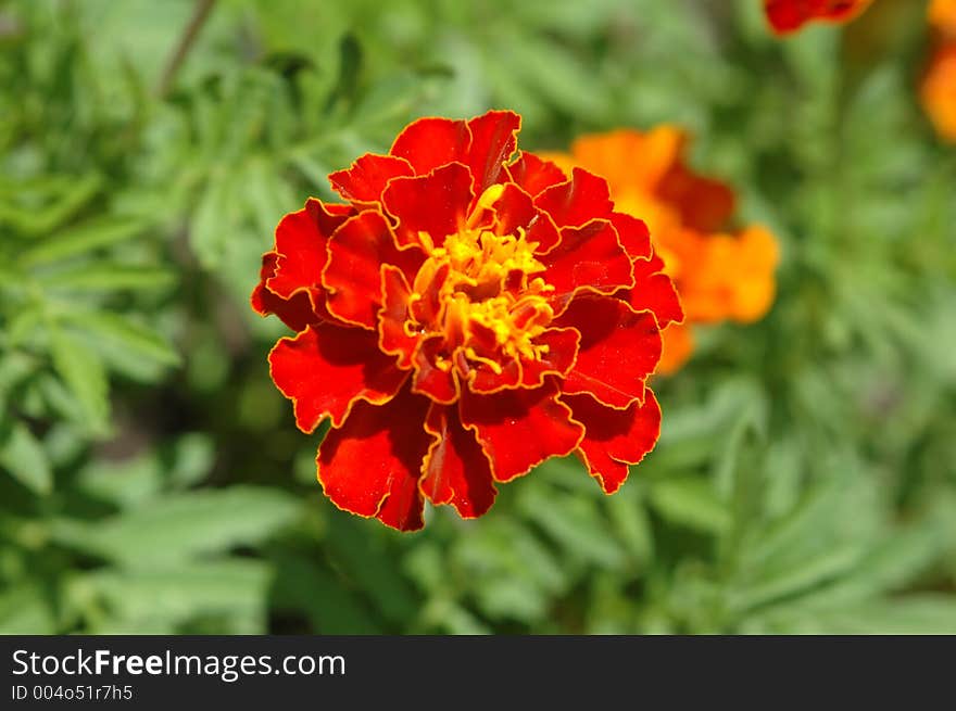 A marigold (Calendula officinalis) in the garden.