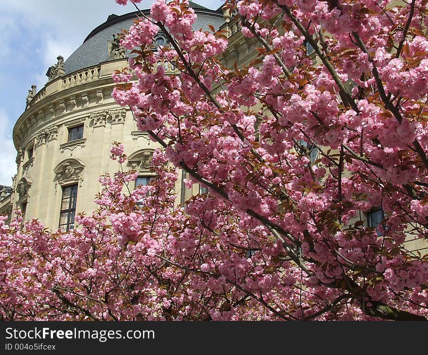 Spring Blossoms