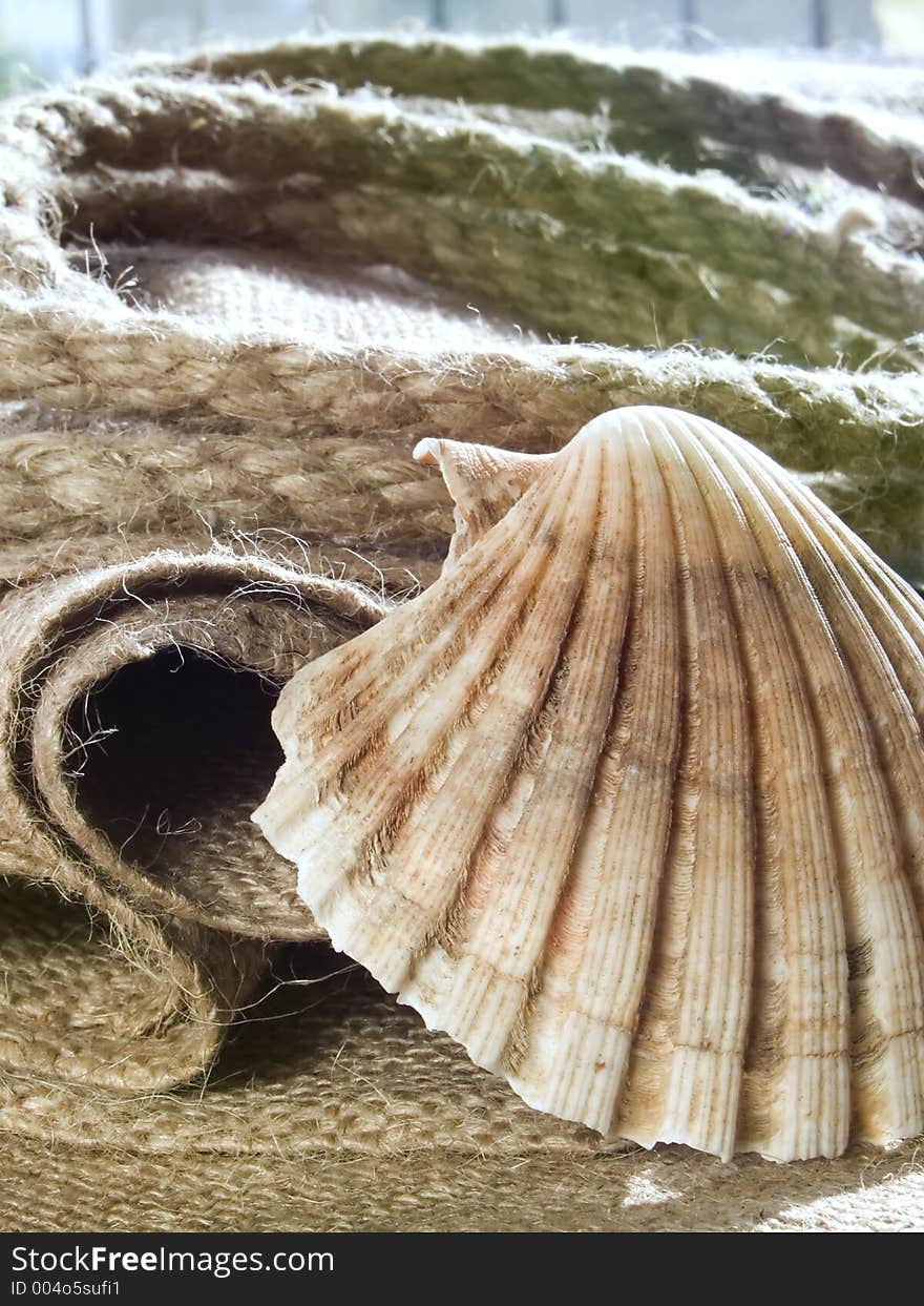 Seashell at jute, rope at background. Seashell at jute, rope at background