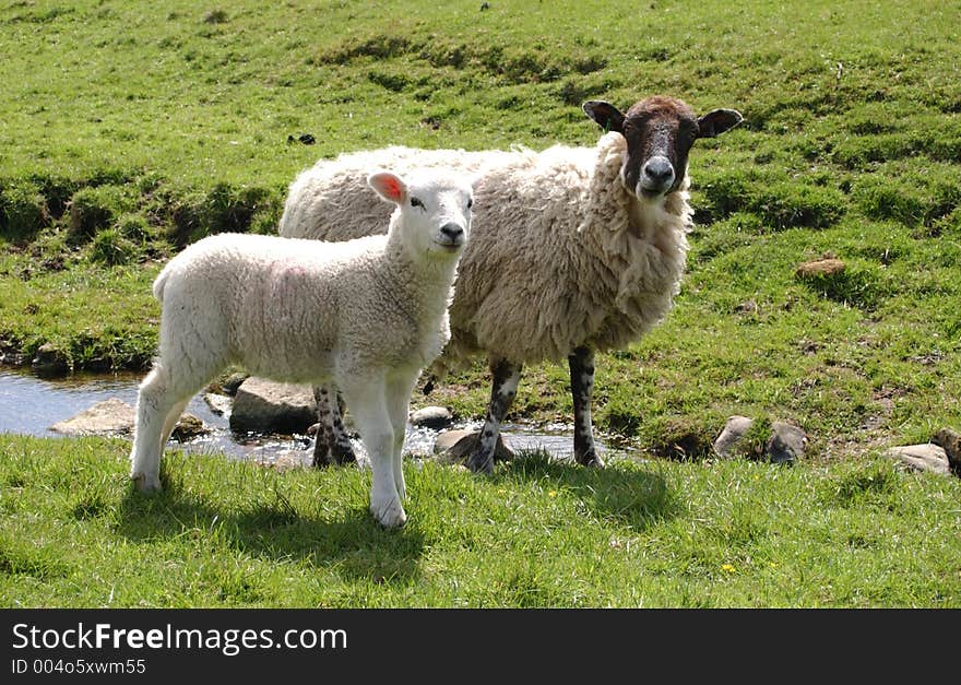 Lambing season