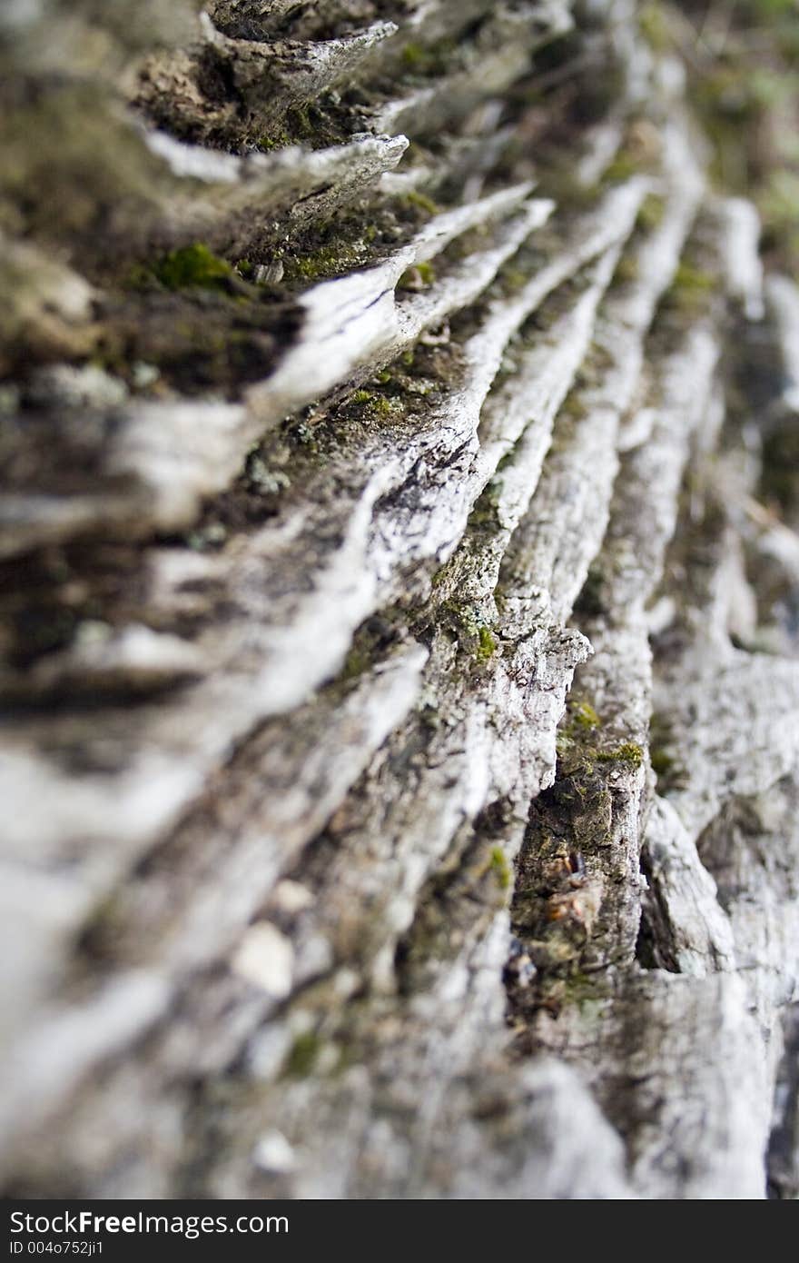 Weathered tree stump