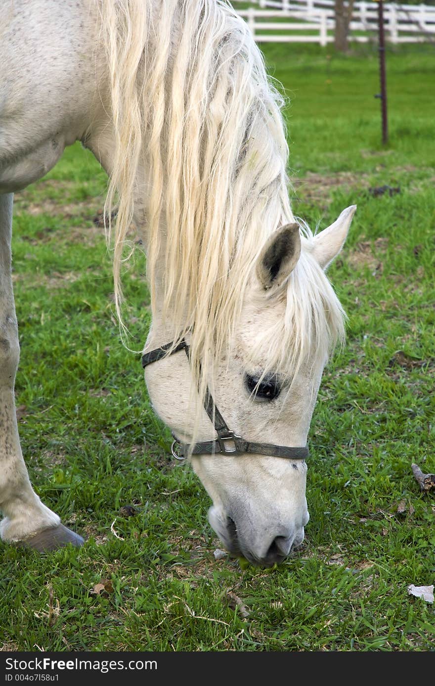 Old grey Arabian mare crops grass in pasture. Old grey Arabian mare crops grass in pasture