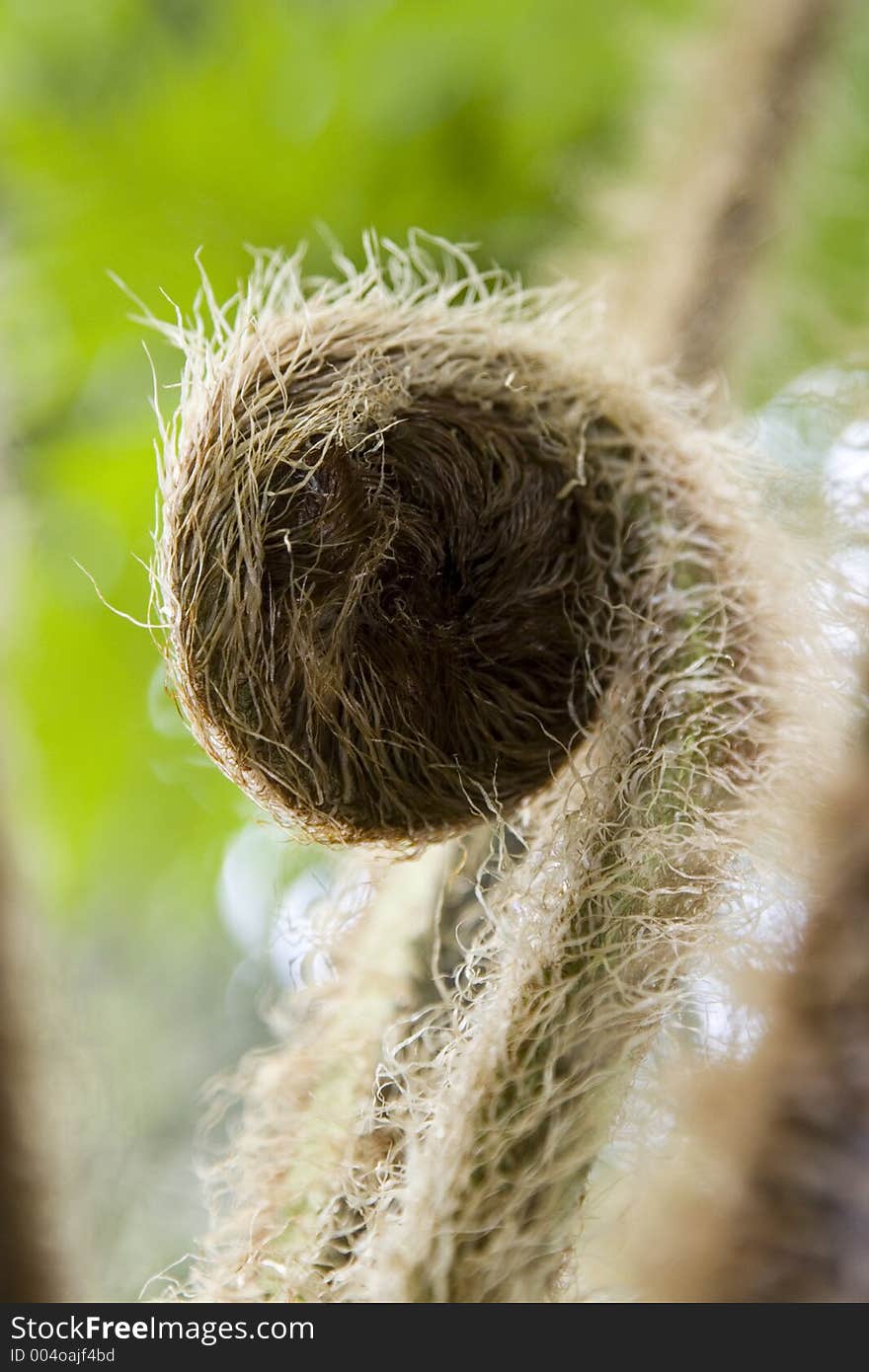 Macro shot of fuzzy and curled up plant's bud. Macro shot of fuzzy and curled up plant's bud