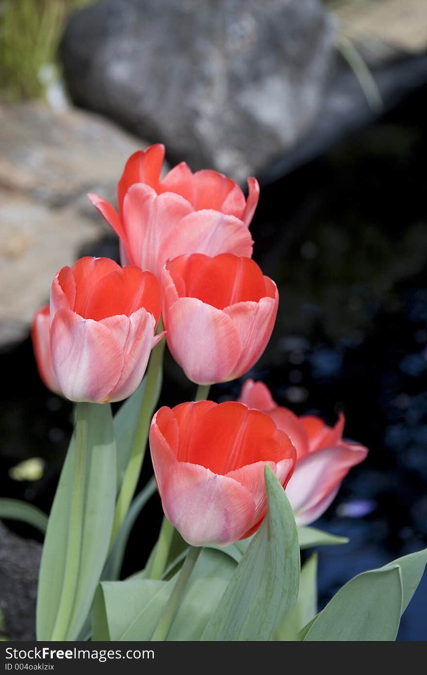 Tulips by the water