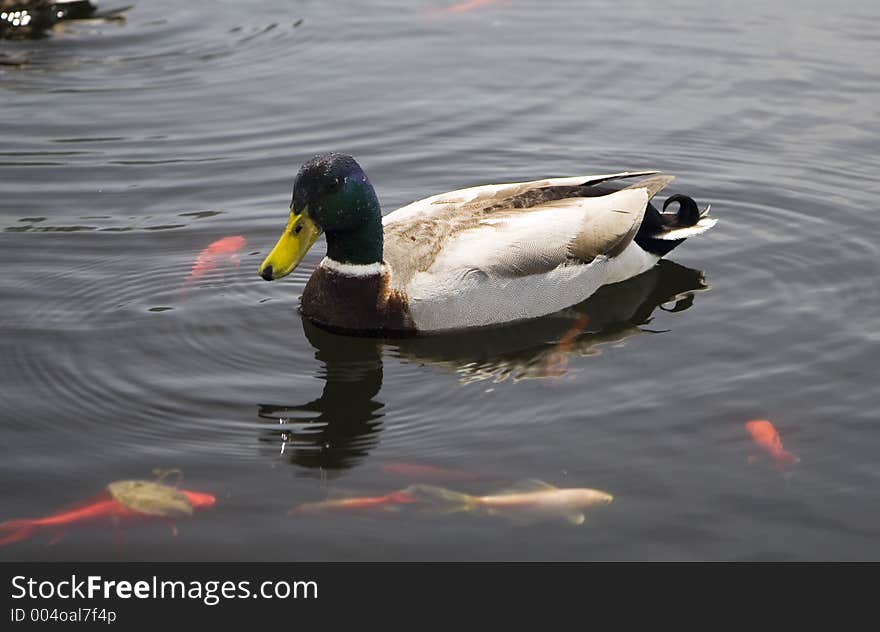 Duck swimming in the pond full of goldfish. Duck swimming in the pond full of goldfish