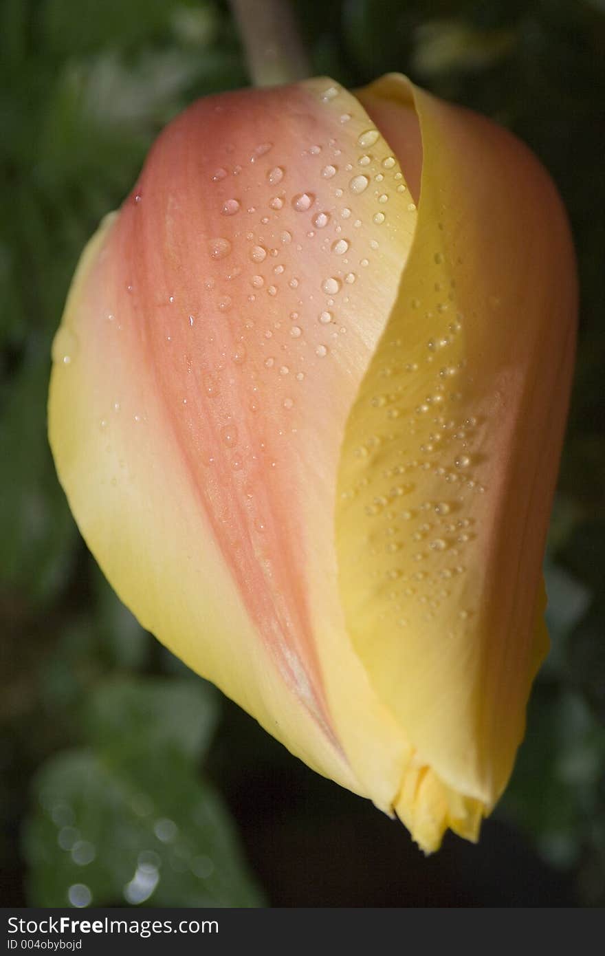 Unopen Tulip with water droplets. Unopen Tulip with water droplets.