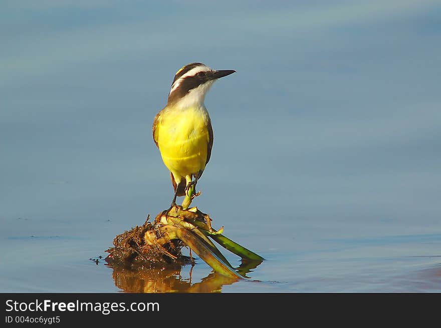 Bird and water