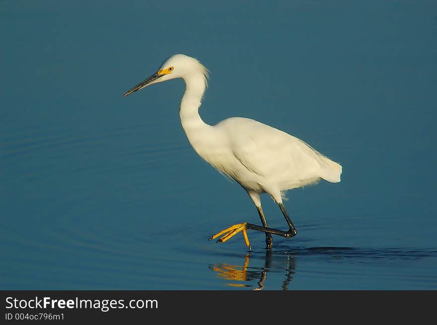 Heron walking