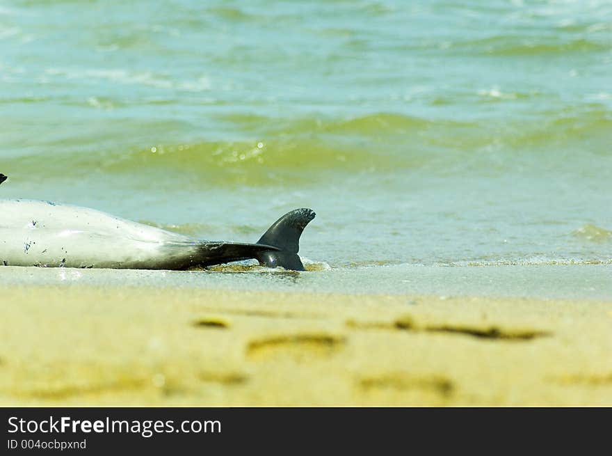 Beautiful dolphin laying dead by the sea side. Beautiful dolphin laying dead by the sea side