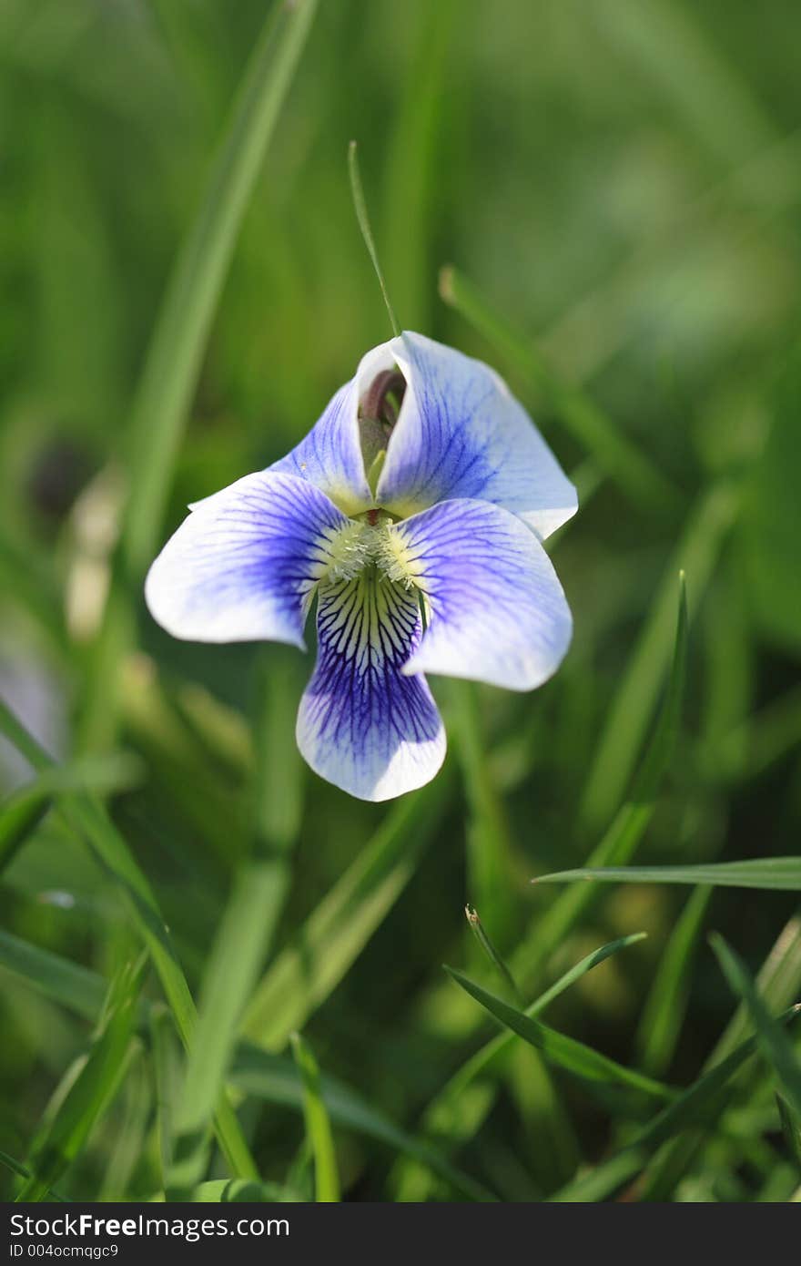 Purple or blue Flower in the grass