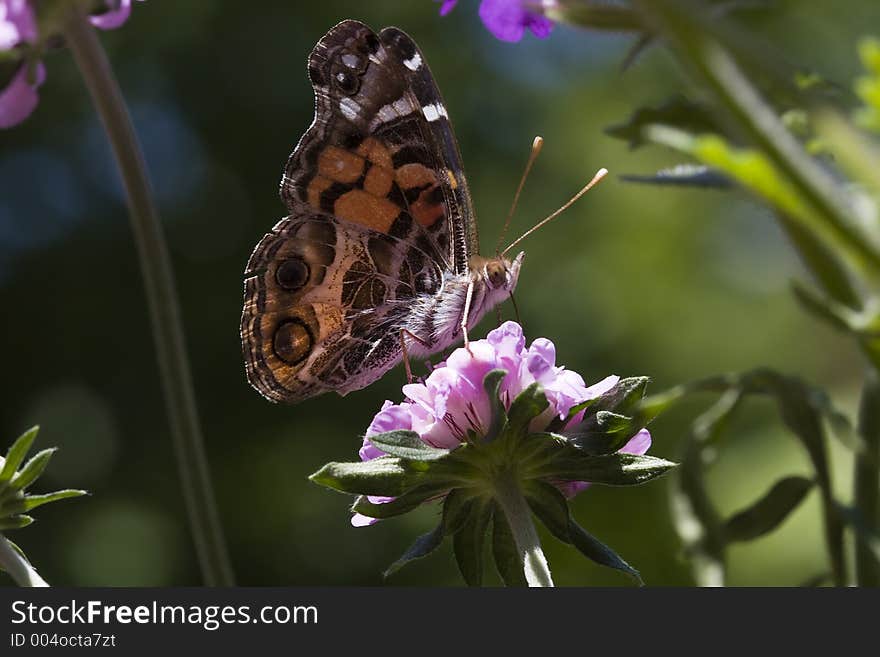 Painted Lady Butterfly on Thistle Flower