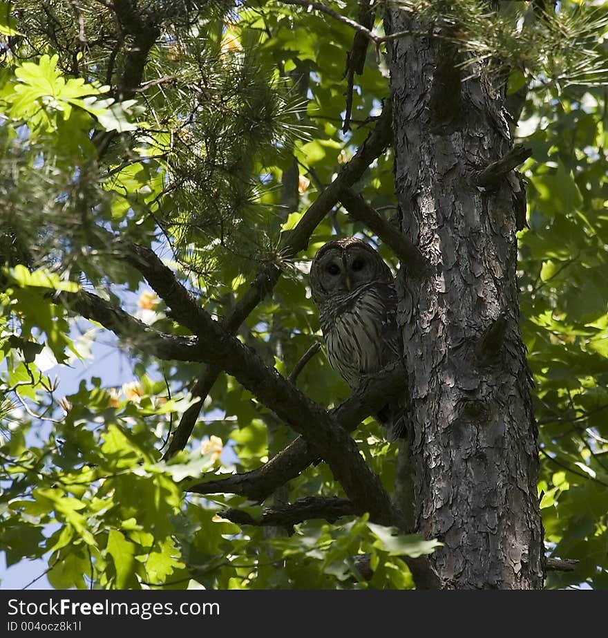 Owl in a Tree